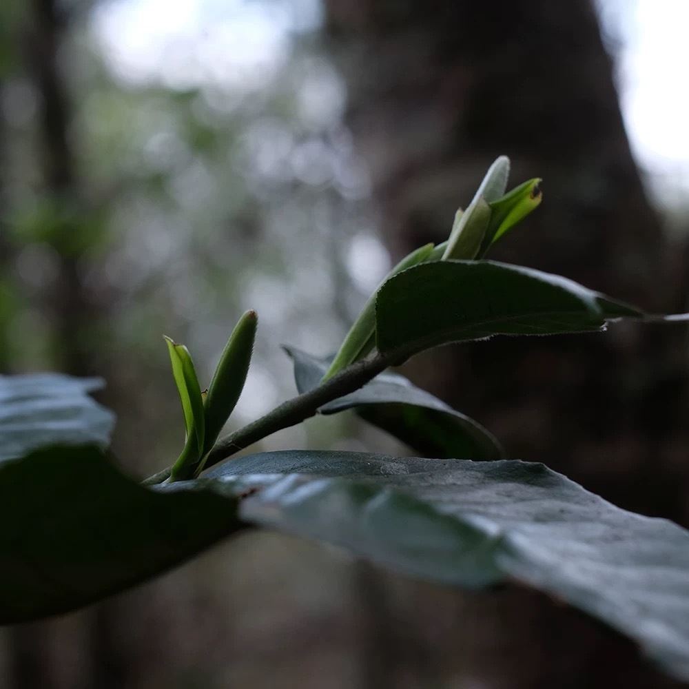 bach-hao-ngan-cham-09.jpg