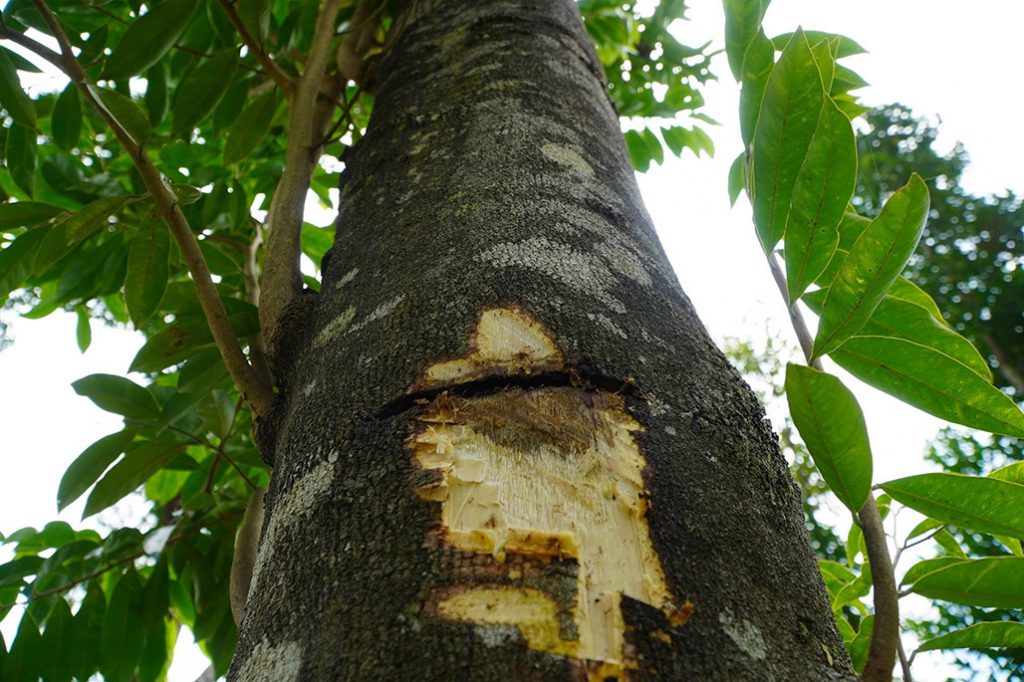 Các phương pháp tạo Trầm Hương phổ biến từ cây Dó Bầu